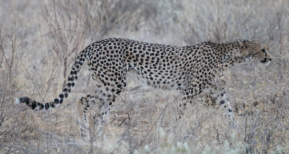 Gepard, Weibchen - Samburu Reservat