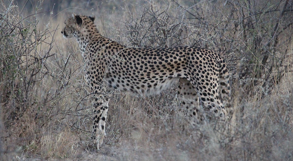 Gepard, Weibchen - Samburu Reservat