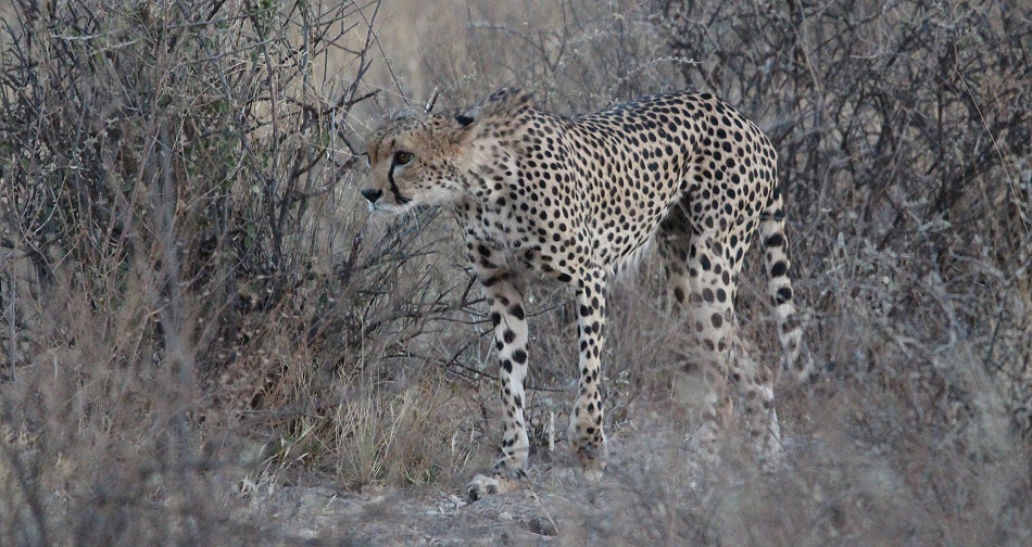 Gepard, Weibchen - Samburu Reservat