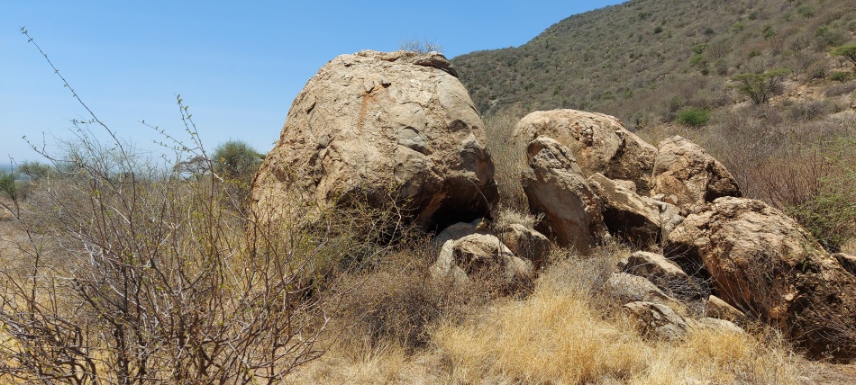 Leopard im Samburu Reservat, Weibchen