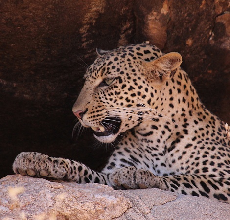 Leopard im Samburu Reservat, Weibchen