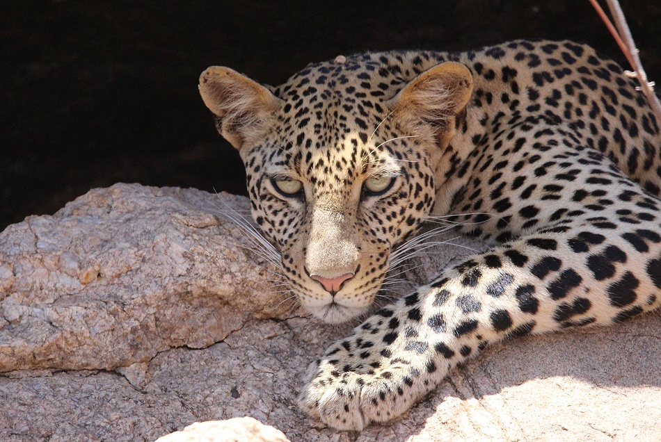 Leopard im Samburu Reservat, Weibchen
