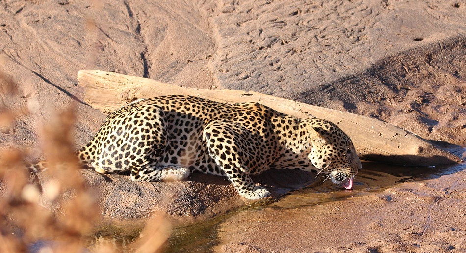 Leopard M&auml;nnchen am Ufer des Ewaso Ngiro