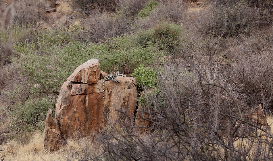 Leopard auf einem Felsen im Samburu Reservat