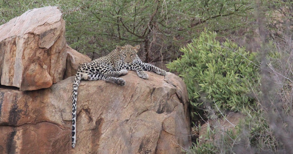 Leopard auf einem Felsen im Samburu Reservat