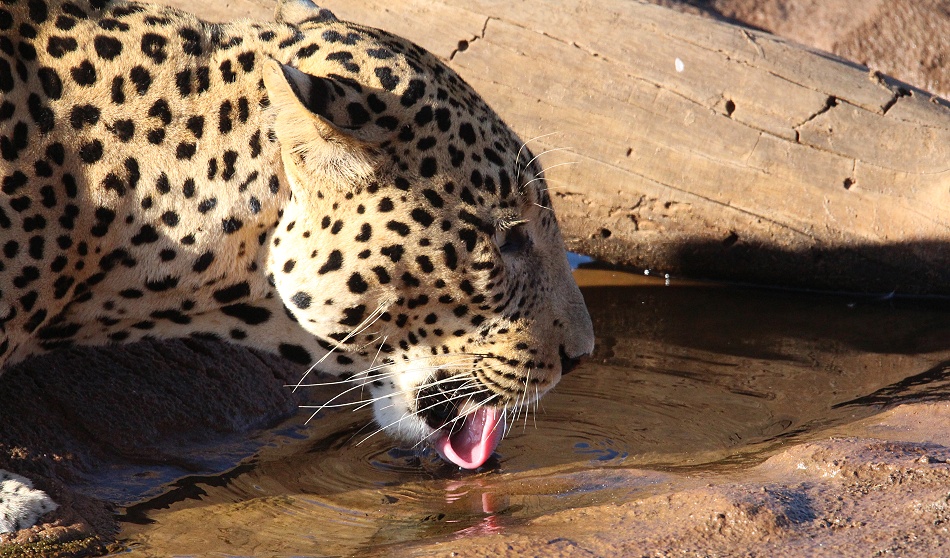 Leopard am Ufer des Ewaso Ngiro