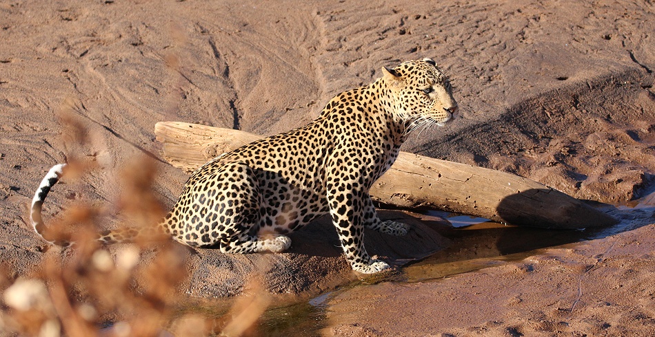 Leopard am Ufer des Ewaso Ngiro