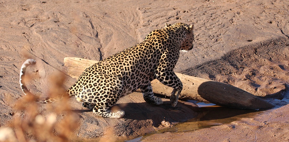 Leopard am Ufer des Ewaso Ngiro