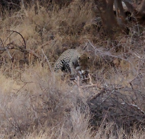Leopard frisst Dik Dik, Samburu