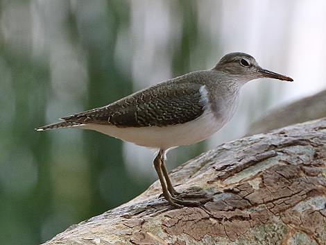 Sandpiper