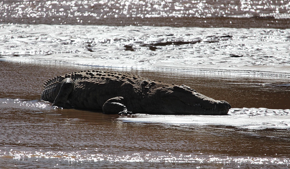 Nilkrokodil auf einer Sandbank im Ewasi Ngiro