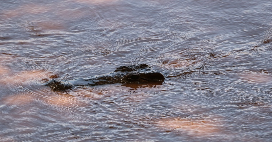 Nilkrokodil im Ewasi Ngiro - Samburu