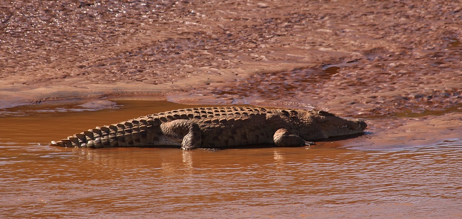Nilkrokodil auf einer Sandbank im Ewasi Ngiro