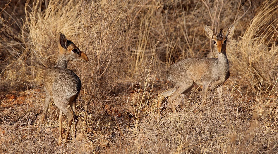 G&uuml;nters Dik Dik, Samburu