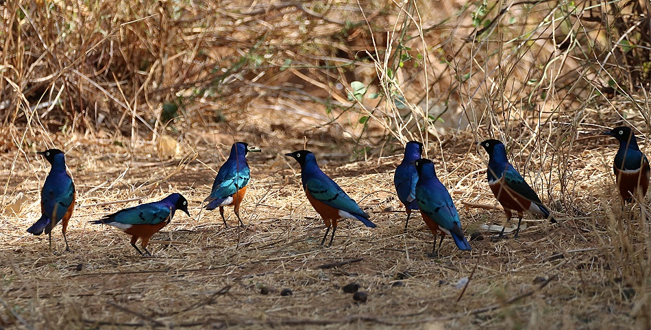 Dreifarbenglansstare im Samburu Reservat