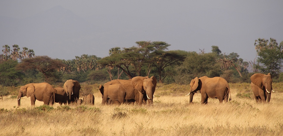Elefanten im Samburu Reservat