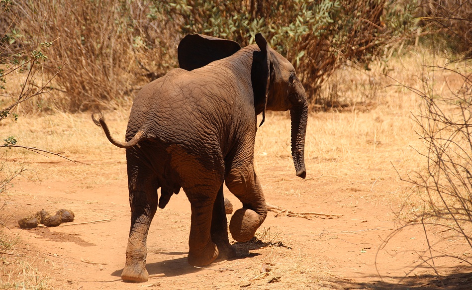 Elefantenbegegnung im Samburu Reservat