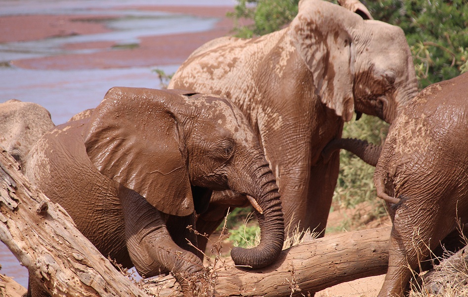 Elefanten im Samburu