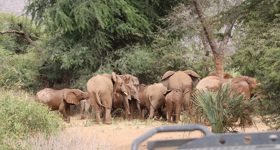Elefanten im Samburu