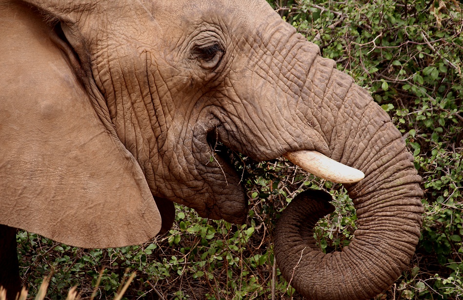 Elefanten im Samburu