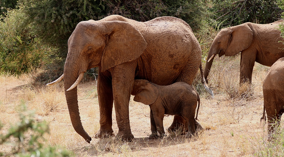 Elefanten im Samburu Reservat