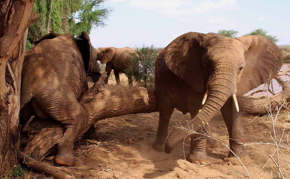 Elefanten im Ewaso Ngiro Fluss, Samburu