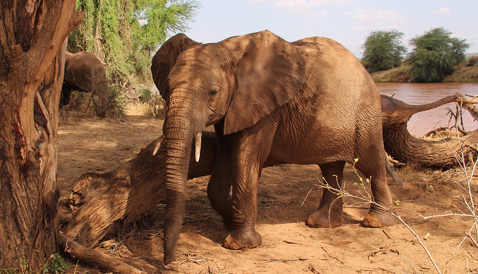 Elefanten im Ewaso Ngiro Fluss, Samburu