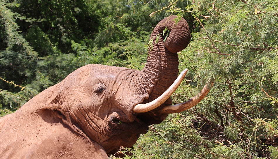 Elefanten im Ewaso Ngiro Fluss, Samburu