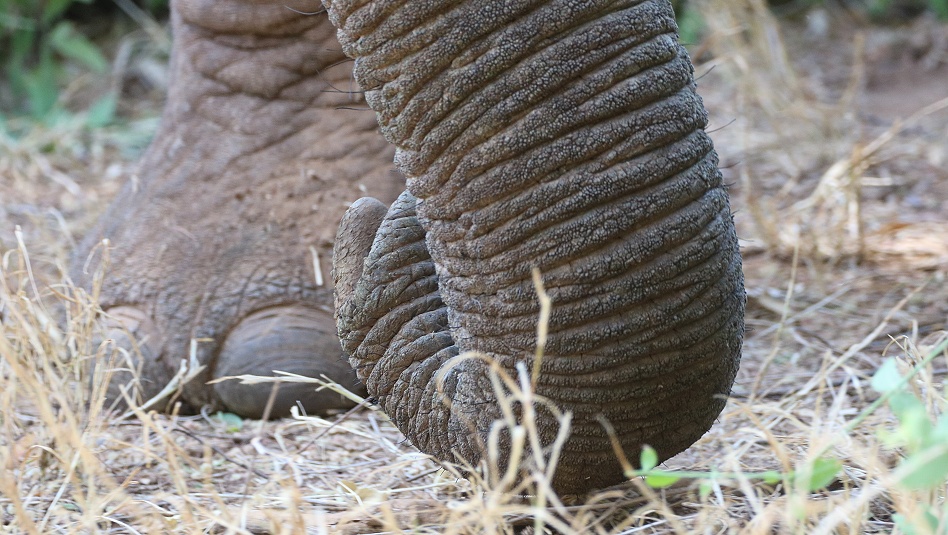 Elefantenbegegnung im Samburu Reservat