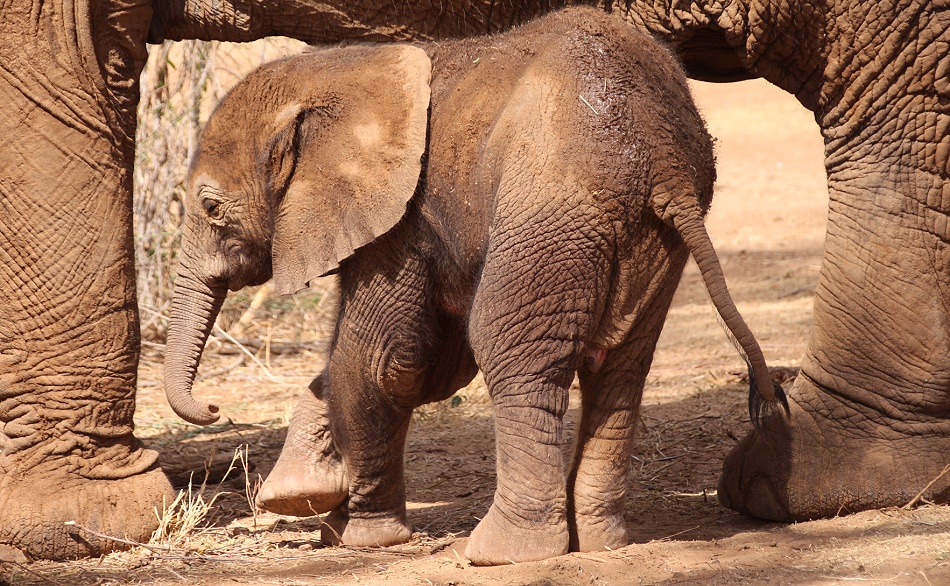 Elefantenbegegnung im Samburu Reservat