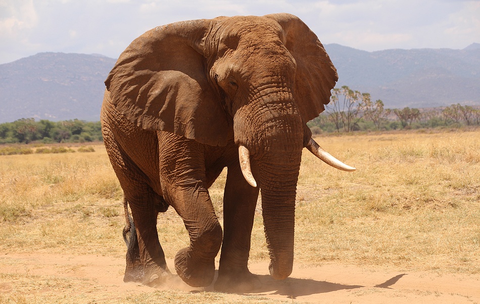 gro&szlig;er Elefantenbulle im Samburu Reservat