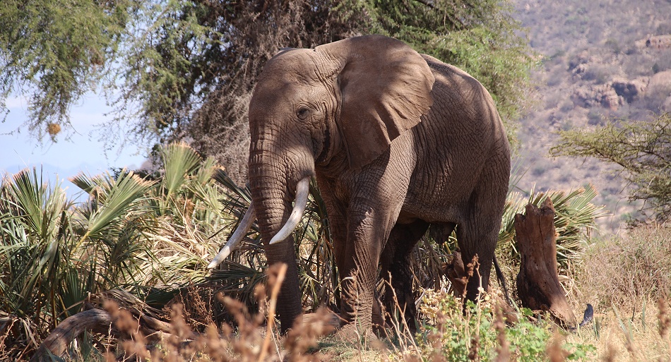 eine weitere Elefantenbegegnung im Samburu Reservat