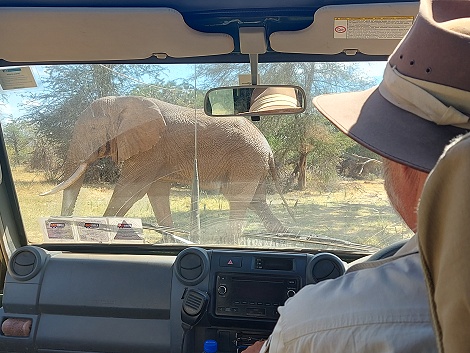 eine weitere Elefantenbegegnung im Samburu Reservat