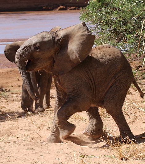 kleine, &uuml;berm&uuml;tige Elefanten im Samburu Reservat