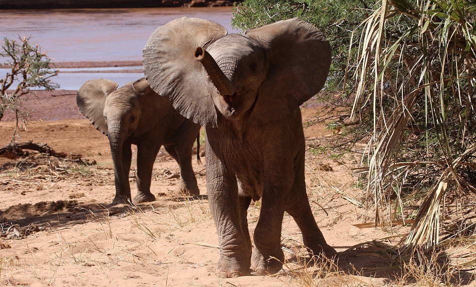 kleine, &uuml;berm&uuml;tige Elefanten im Samburu Reservat
