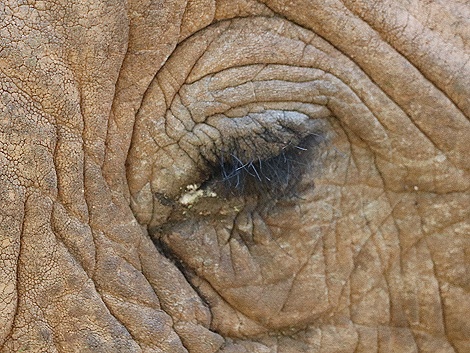 Elefantenbegegnung im Samburu Reservat