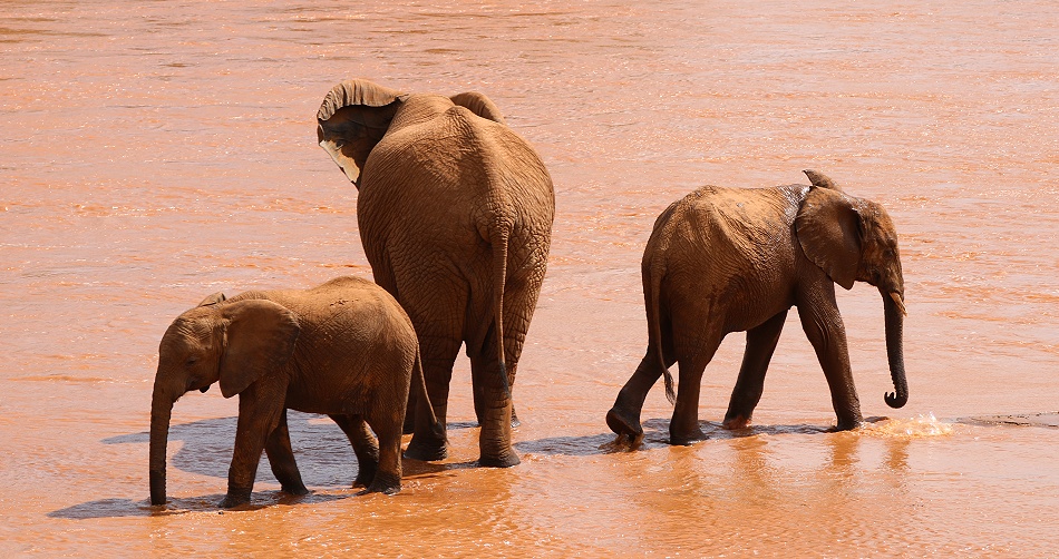 Elefanten im Ewaso Ngiro Fluss, Samburu