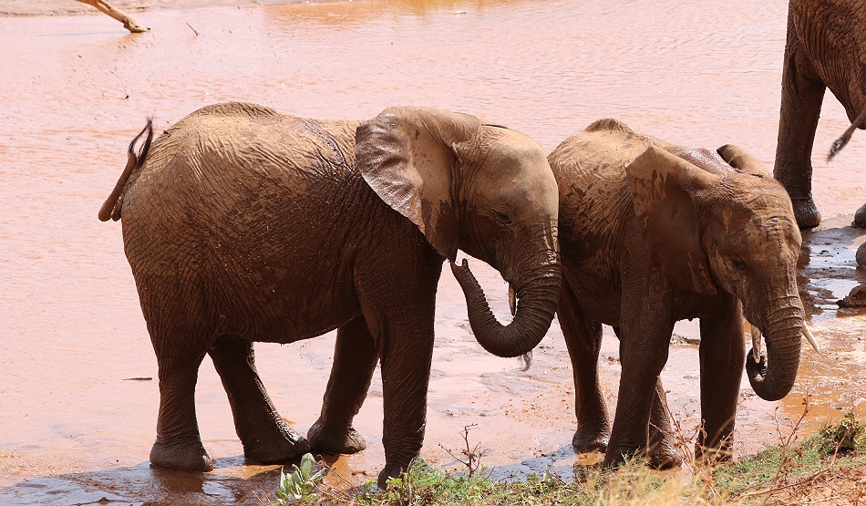 Elefanten im Ewaso Ngiro Fluss, Samburu