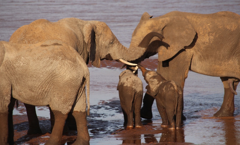 Elefanten im Samburu Reservat