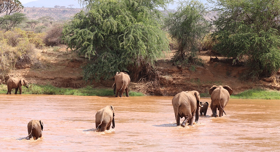 Elefanten durchqueren den Ewaso Ngiro Fluss, Samburu