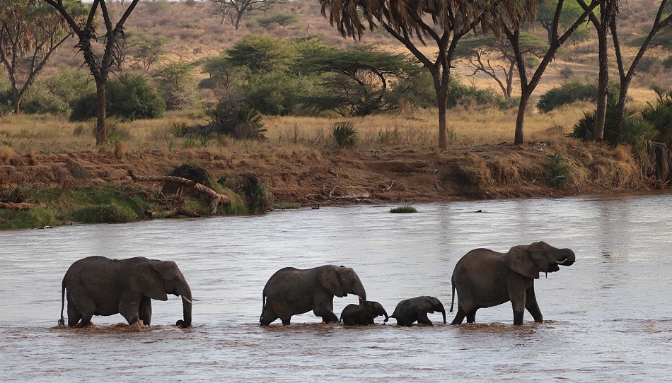 Elefanten durchqueren den Ewaso Ngiro River