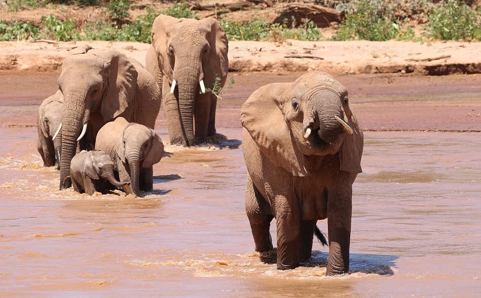 Elefanten ziehen durch den Ewaso Ngiro River