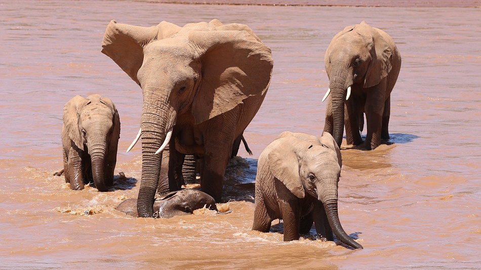 Elefanten ziehen durch den Ewaso Ngiro River