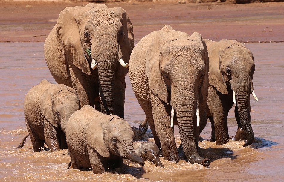 Elefanten ziehen durch den Ewaso Ngiro River