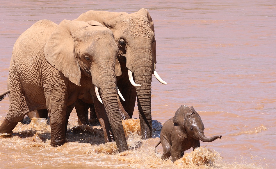 Elefanten ziehen durch den Ewaso Ngiro River