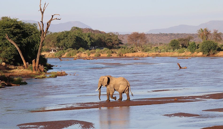 einzelner Elefant durchschreitet den Ewaso Ngiro Fluss