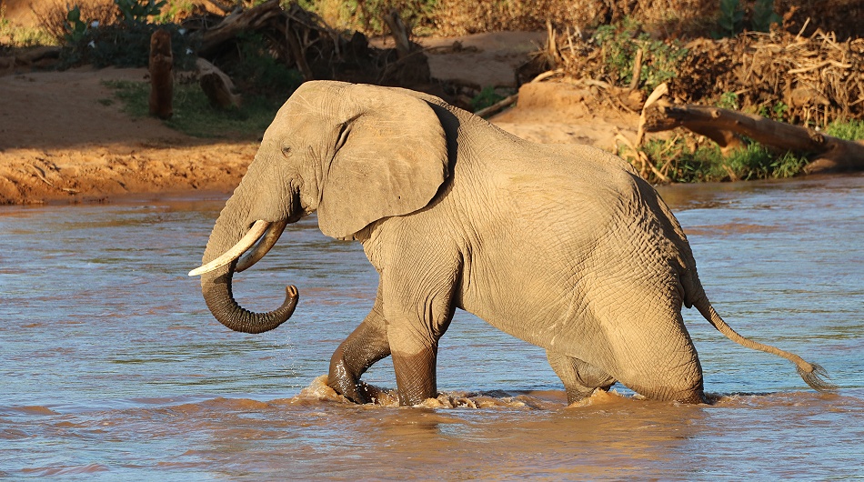 einzelner Elefant durchschreitet den Ewaso Ngiro Fluss