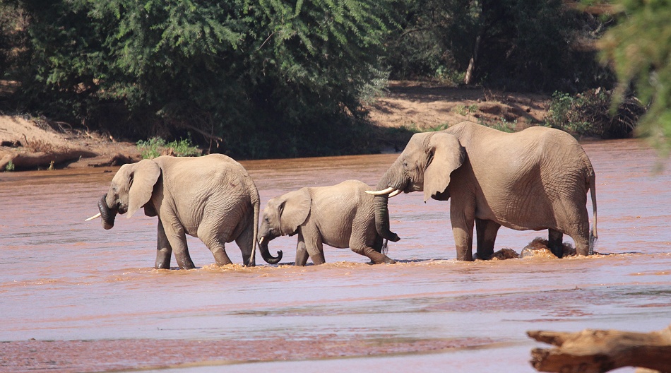 Elefanten durchqueren den Ewaso Ngiro Fluss, Samburu