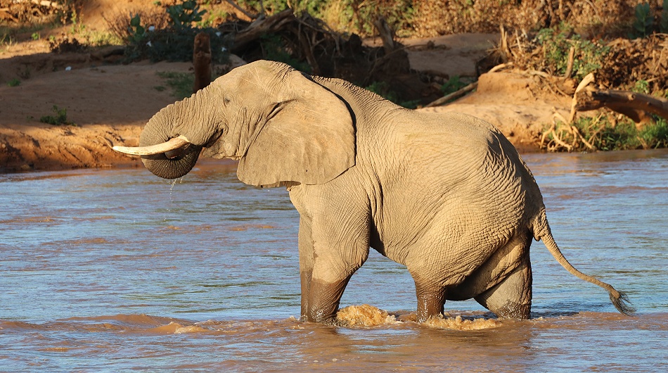 einzelner Elefant durchschreitet den Ewaso Ngiro Fluss