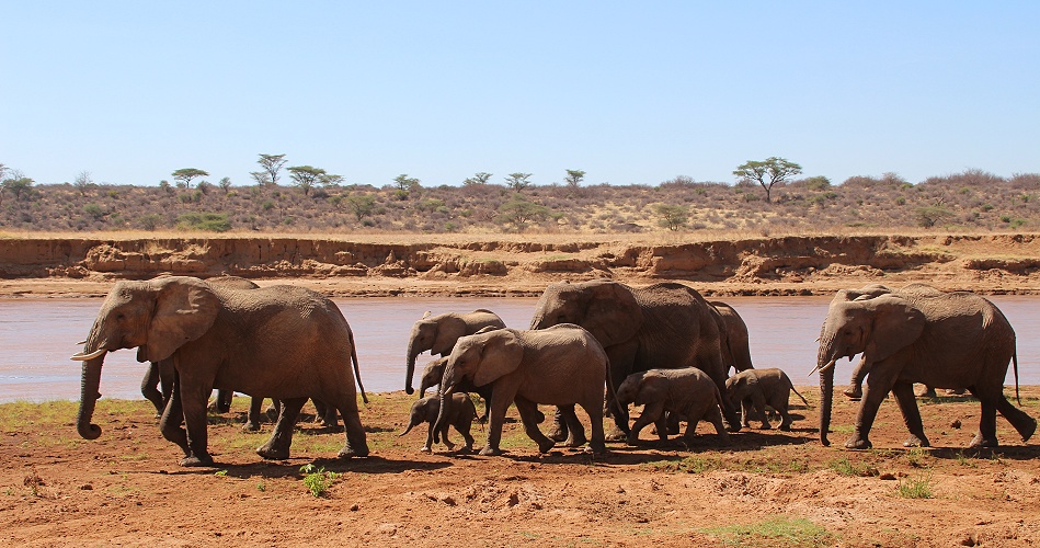 Elefanten Herde am Ufer des Ewaso Ngiro